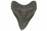 Serrated, Fossil Megalodon Tooth - Excellent Tip #88664-2